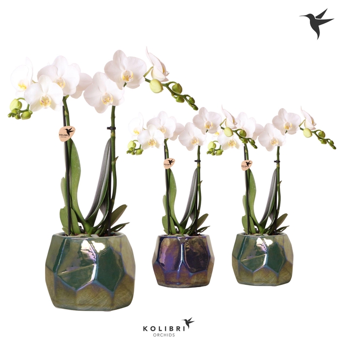 <h4>Kolibri Orchids Phalaenopsis white 2 spike mix in Pearl pot blue</h4>