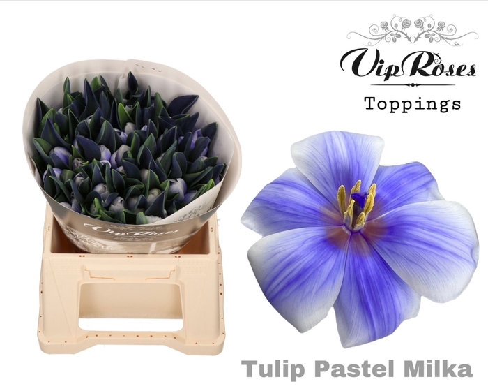 <h4>TU EN RV Paint PASTEL MILKA</h4>