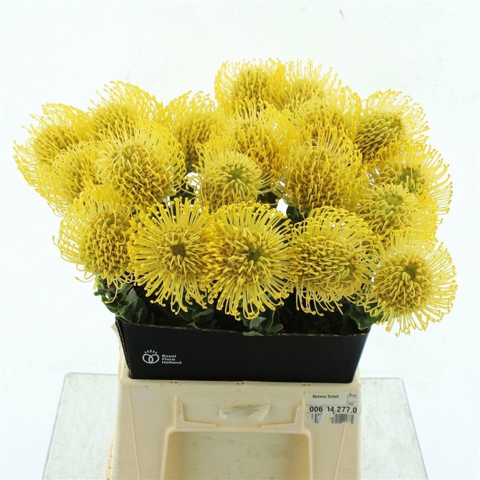 <h4>LEUCO CO HIGH GOLD</h4>