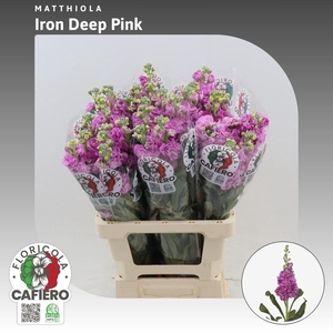 Matthiola Iron Deep Pink