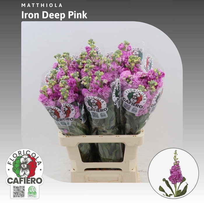 <h4>Matthiola Iron Deep Pink</h4>