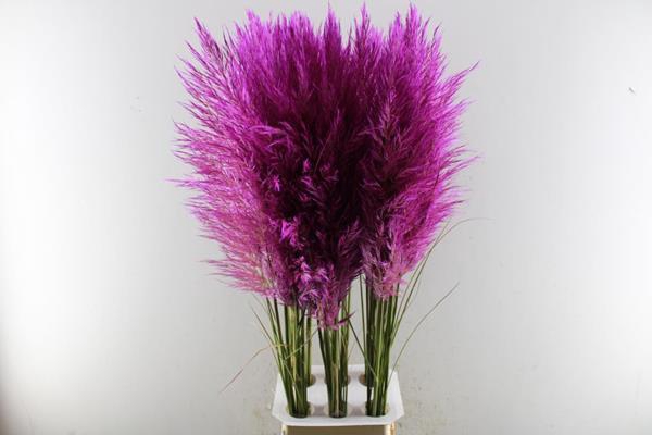<h4>Siergras Cortaderia Cerise Klb</h4>