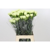 Dianthus St Lady Midori