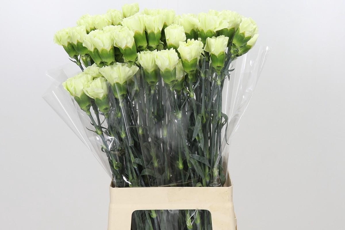 Dianthus St Lady Midori