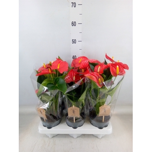 Anthurium andr. 'Esudo'