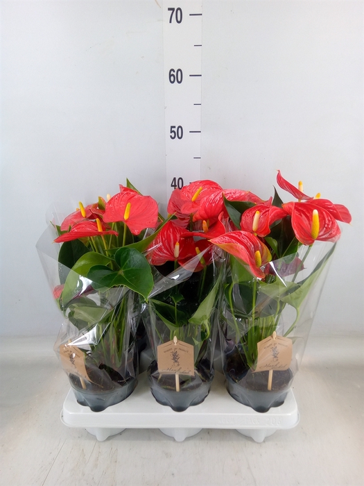 <h4>Anthurium andr. 'Esudo'</h4>