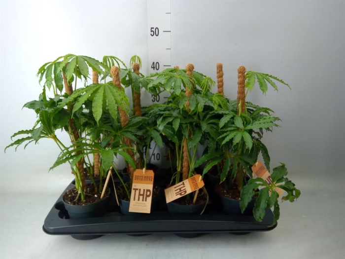 <h4>Anthurium   ...</h4>