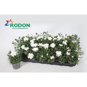 DIANTHUS WHITE DINAH P9