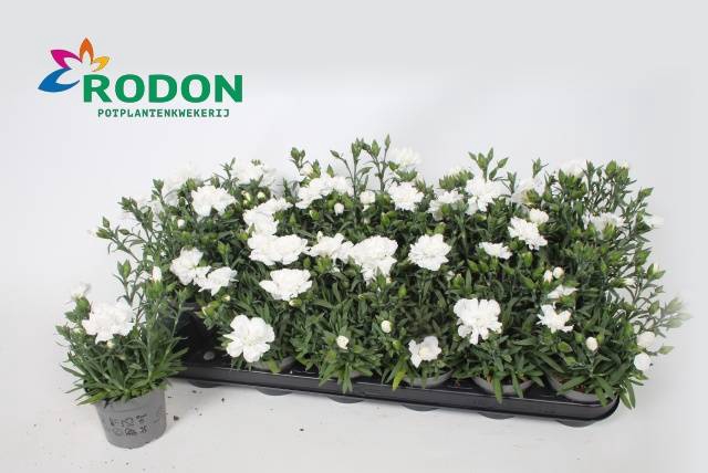 <h4>DIANTHUS WHITE DINAH P9</h4>