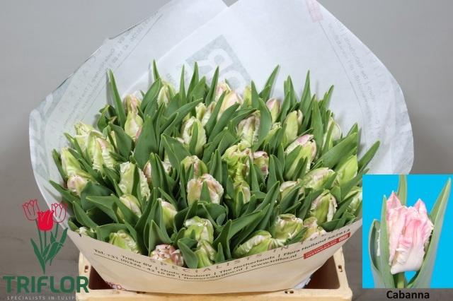 <h4>TU PA CABANNA</h4>