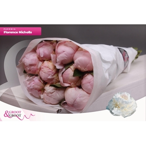 Paeonia Florence Nicholls | Heavy Quality