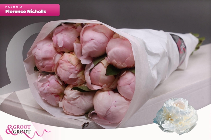 <h4>Paeonia Florence Nicholls | Heavy Quality</h4>