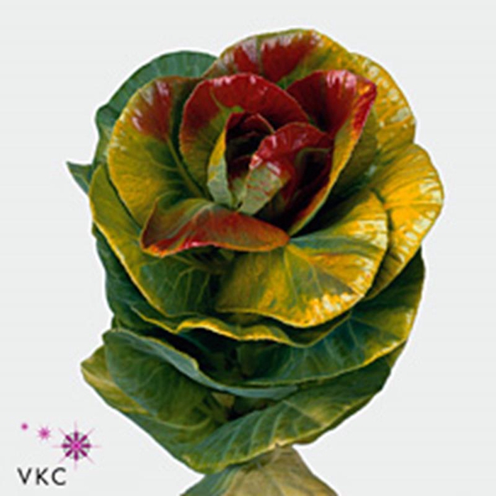 <h4>Brassica Oranje Oog</h4>