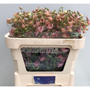 Delph Ru En Pink Sensation