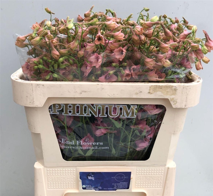 <h4>Delph Ru En Pink Sensation</h4>