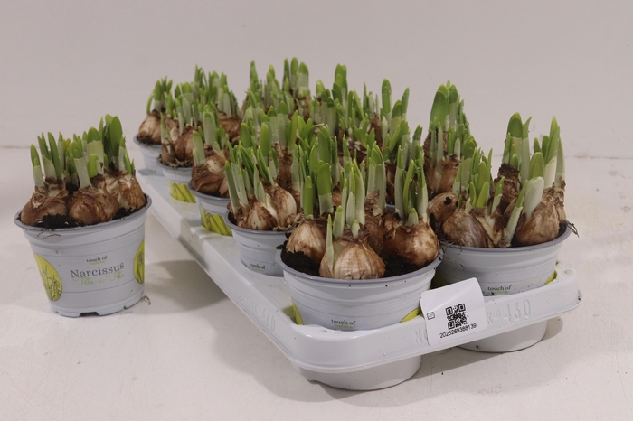 <h4>NARC O TETE A TETE</h4>