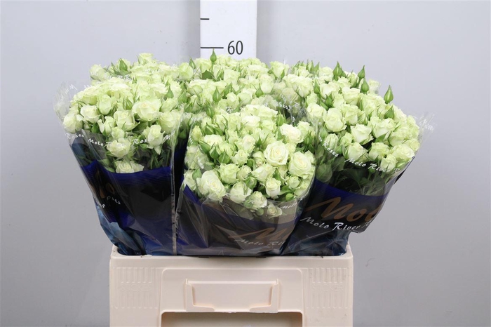 <h4>R Tr Green Glow</h4>