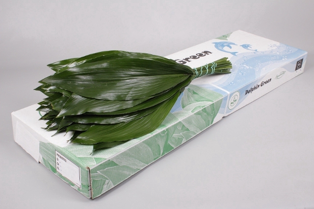 Aspidistra Italia 70cm