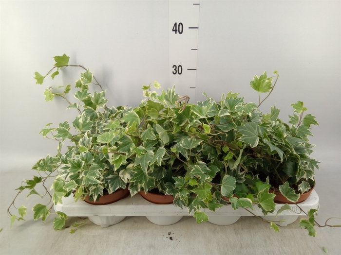 <h4>Hedera   ...variegated</h4>
