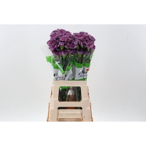 Dianthus ST 'Hypnosis'