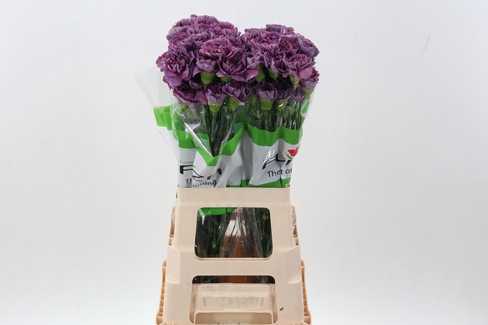 <h4>Dianthus ST 'Hypnosis'</h4>