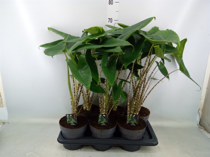 <h4>Alocasia zebrina</h4>