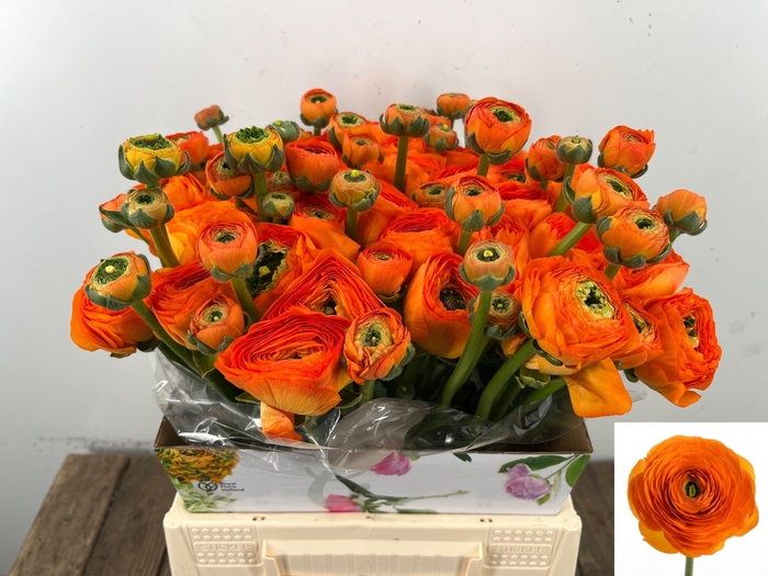 <h4>RAN SU LAMBADA</h4>