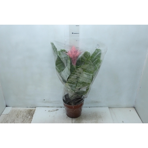 AECHMEA FASCIATA P17