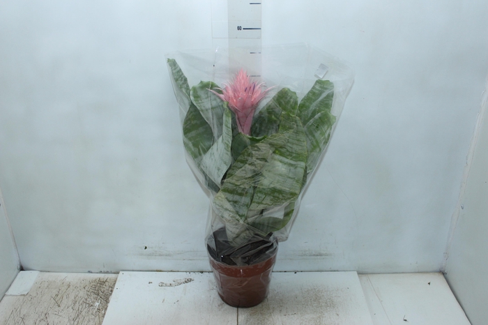 <h4>AECHMEA FASCIATA P17</h4>