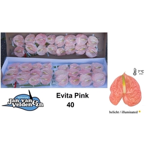 Anth A Evita Pink 11 cm X40 Jan van Velden