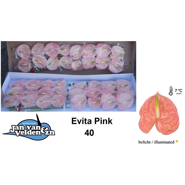 <h4>Anth A Evita Pink 11 cm X40 Jan van Velden</h4>