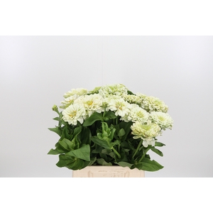 Zinnia Wit