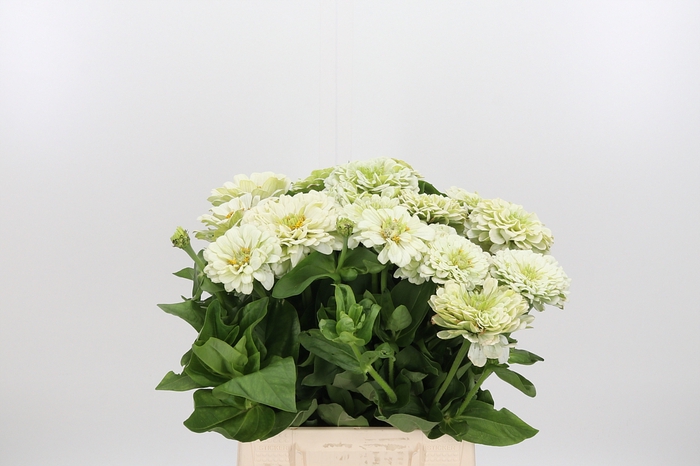 <h4>Zinnia Wit</h4>