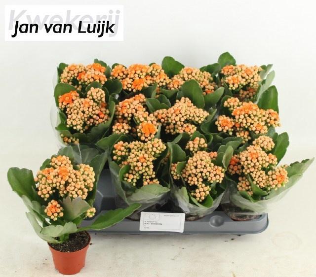 <h4>KAL GE RF AGNES</h4>