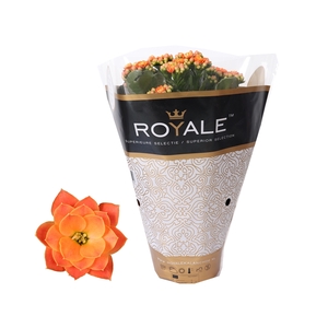 Kalanchoe Rosalina 12cm Royale Pedro oranje