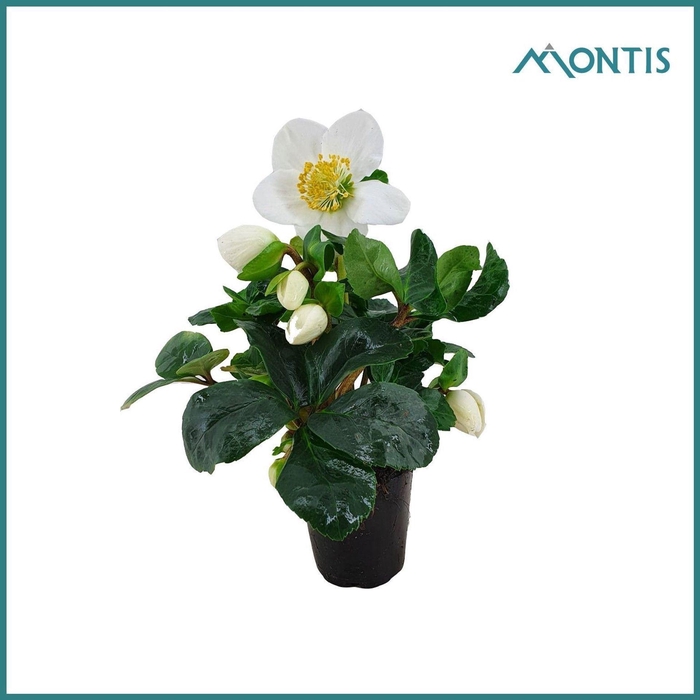 <h4>Helleborus niger Christmas Carol</h4>