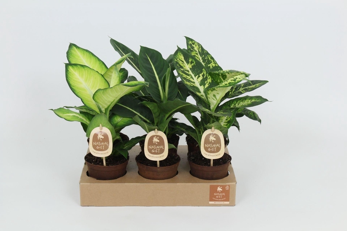 <h4>Natural Gift Dieffenbachia Gemengd 12 cm</h4>
