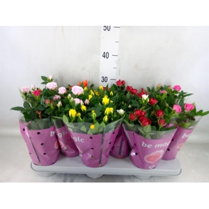 Rosa  'Beau Monde'   ...mix