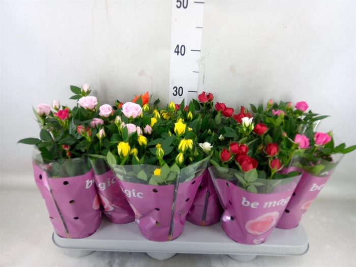 <h4>Rosa  'Beau Monde'   ...mix</h4>