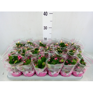 Schlumbergera   ...mix 3