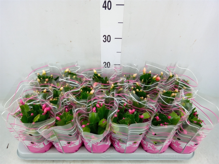 <h4>Schlumbergera   ...mix 3</h4>