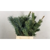 CONIFEER PINUS PARVI BUNCH