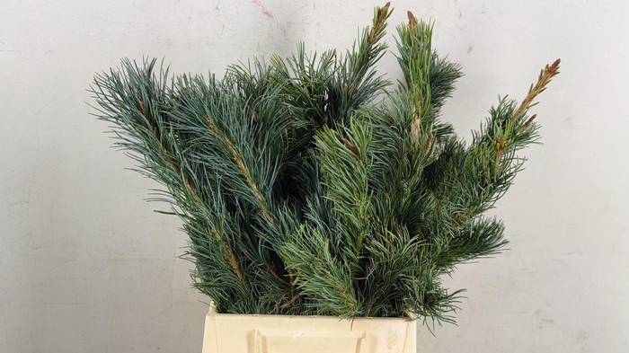 CONIFEER PINUS PARVI BUNCH