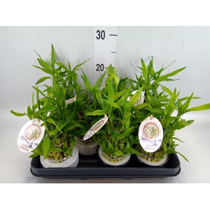 Dracaena sand. 'Lucky Bamboo' ..pyr
