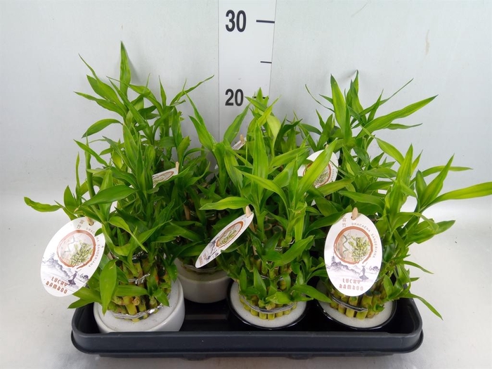 <h4>Dracaena sand. 'Lucky Bamboo' ..pyr</h4>