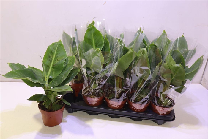 <h4>Musa Tropicana</h4>