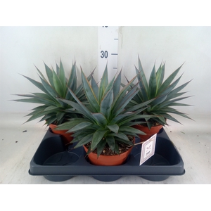 Agave  'Shaka Zulu'