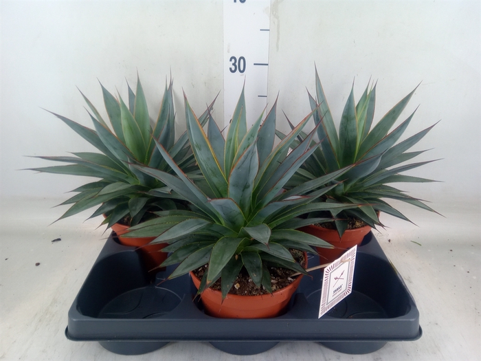<h4>Agave  'Shaka Zulu'</h4>