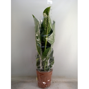 Dieffenbachia seg. 'Caiman'