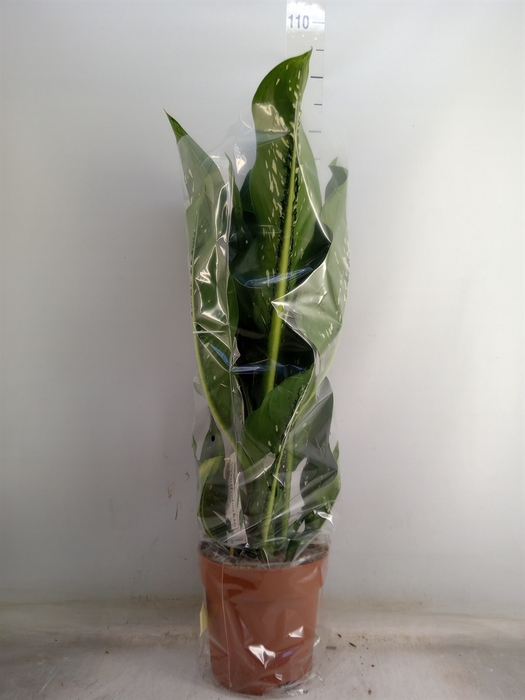 <h4>Dieffenbachia seg. 'Caiman'</h4>